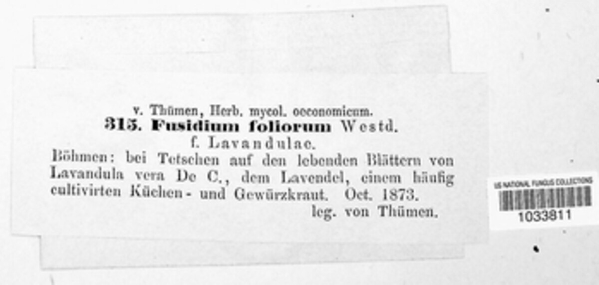 Fusidium foliorum image